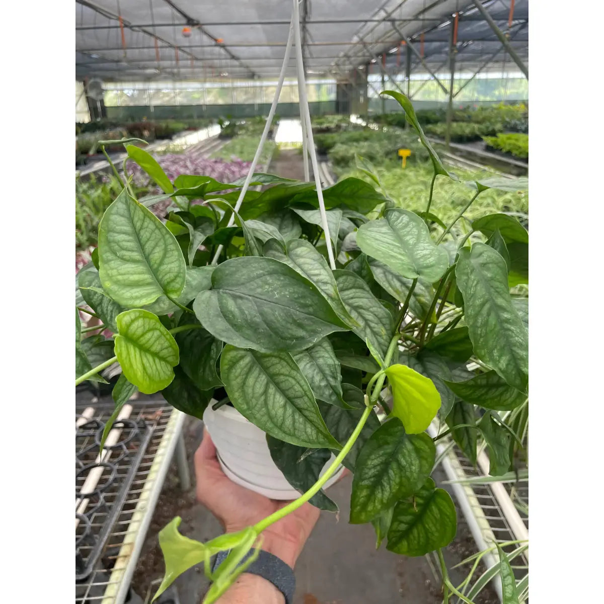 Monstera ’Siltepecana’ - House Plant Shop