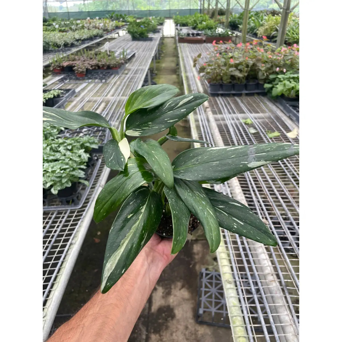 Monstera Plant - ’Standeleyana Albo Variegated’ - House Plant Shop