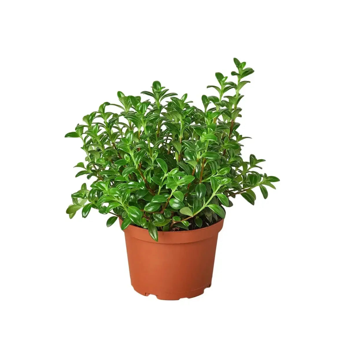 Candy Corn Plant - Nemetanthus ’Brazilian Firecracker’ - House Plant Shop