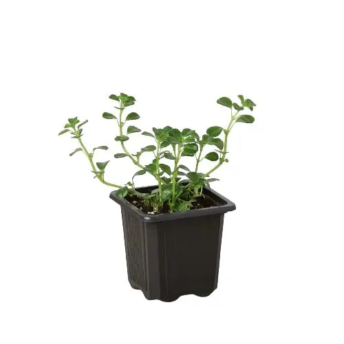 Nettle Plant - ’Baby’s Tear’ - House Plant Shop