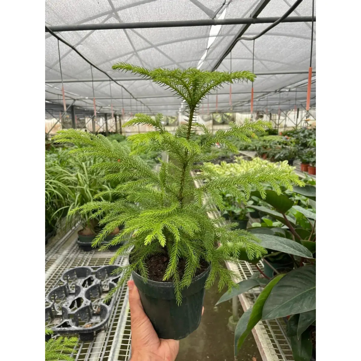 Norfolk ’Island Pine’ - Mini Christmas Tree - House Plant Shop