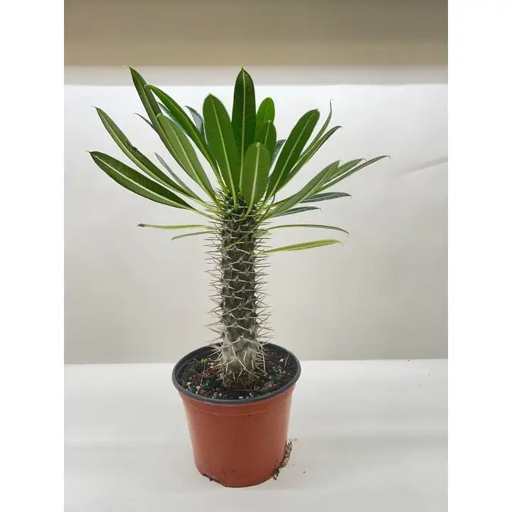Madagascar Palm Plant - Pachypodium ’lamerei’ - House Plant Shop