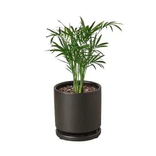 Parlor Palm Plant - House Plant Shop