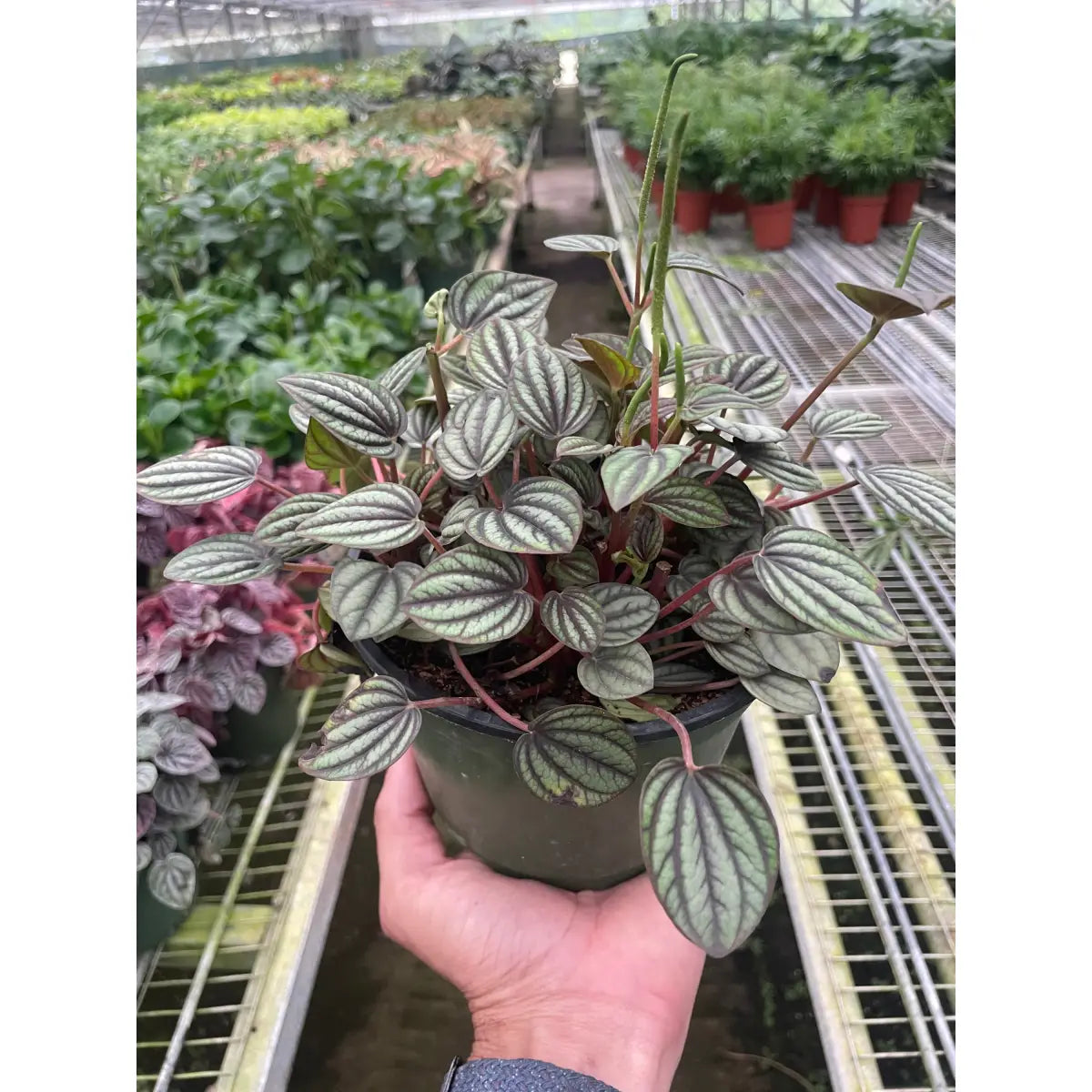 Peperomia ’Picollo Banda’ - House Plant Shop