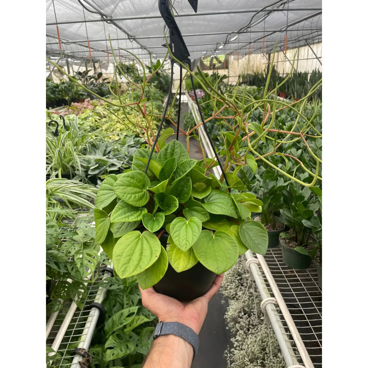 Peperomia Plant - ’Rana Verde’ - House Plant Shop