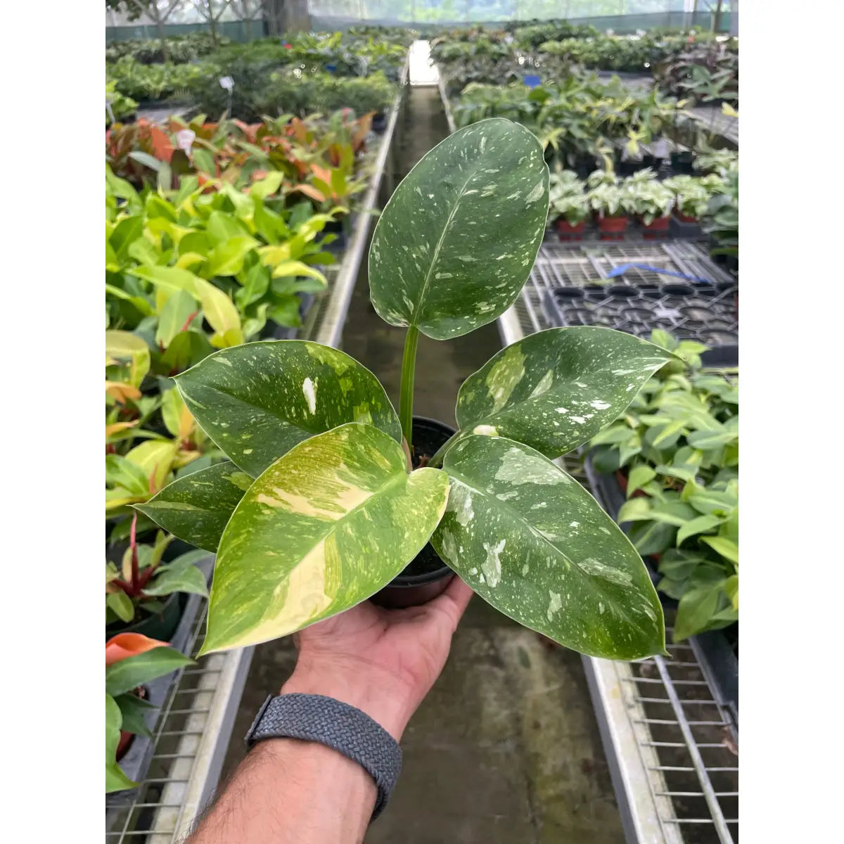 Philodendron Plant - ’Congo Nuclear’ - 4’’ Pot - House Plant Shop