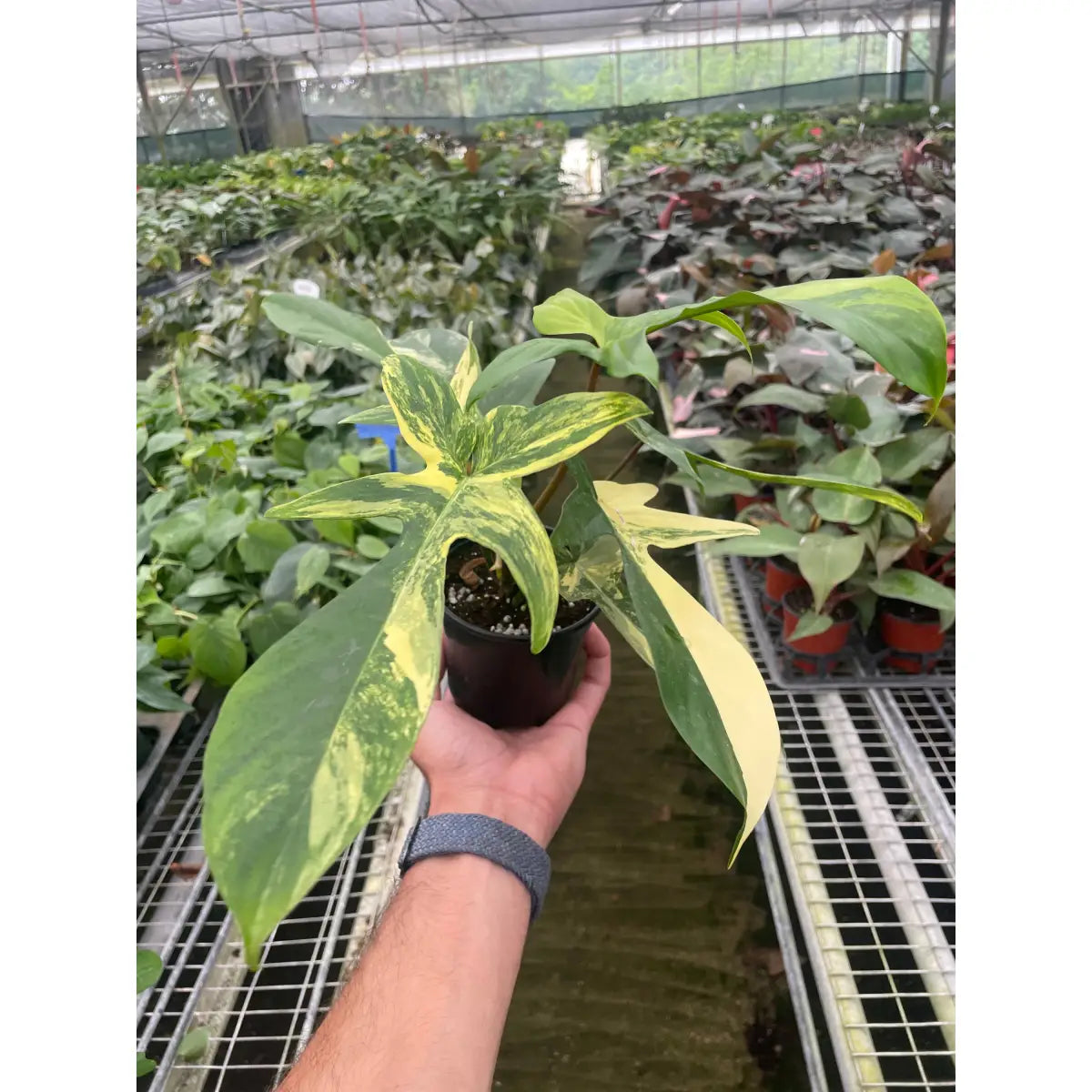 Philodendron Plant - Florida Beauty Variegated - 4’’ Pot - House Plant Shop