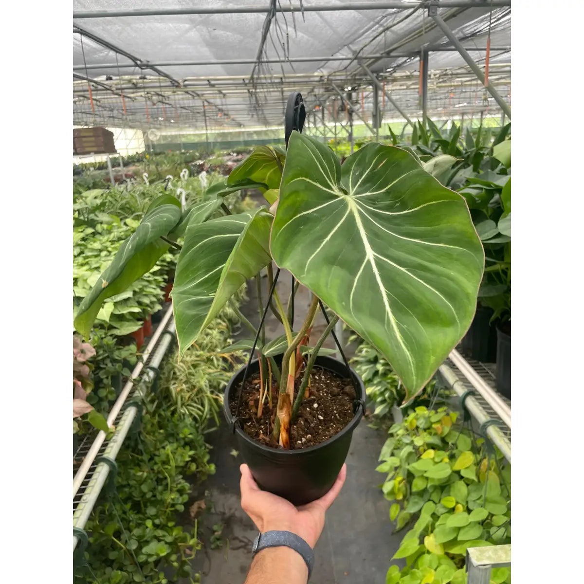 Philodendron Plant - Gloriosum - House Plant Shop