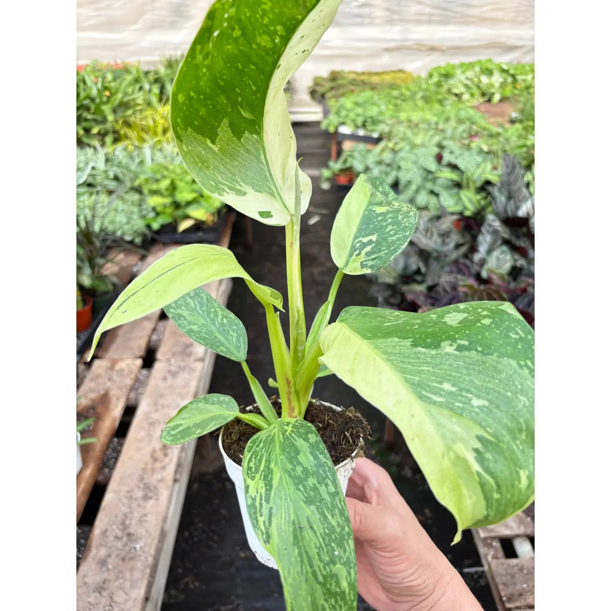 Philodendron Plant - Jose Bueno - House Plant Shop