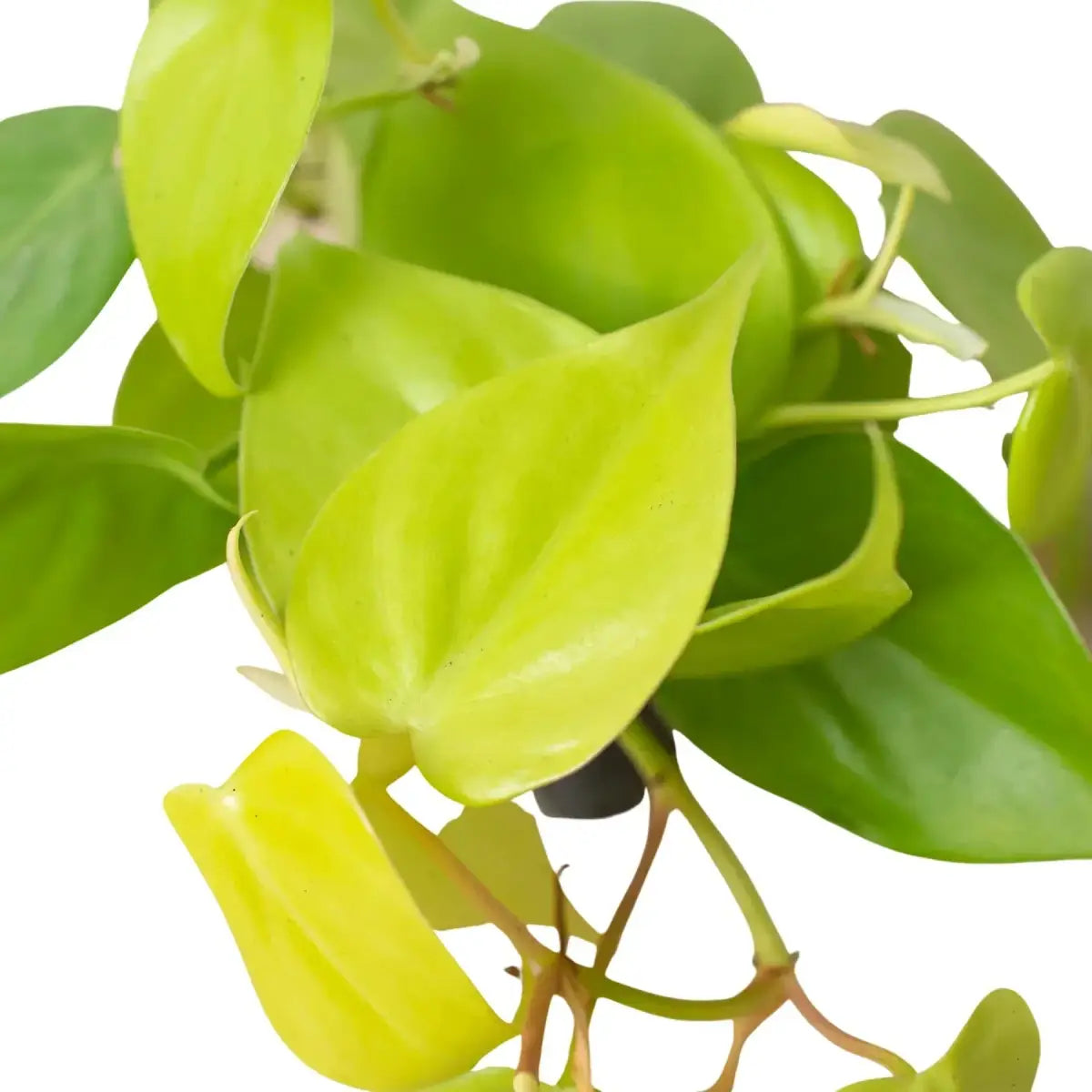 Philodendron Plant - ’Neon’ - House Plant Shop