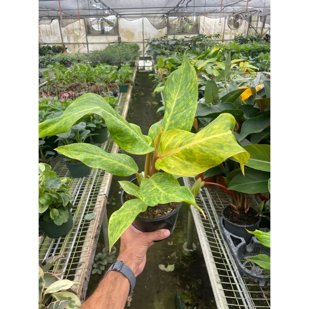 Philodendron Plant - ’Orange Marmalade’ - House Plant Shop