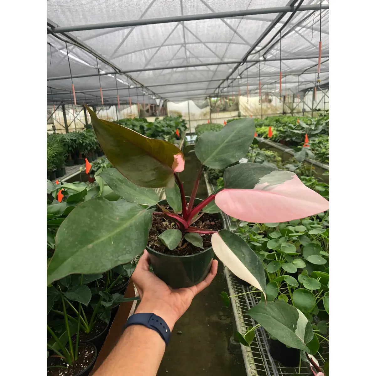 Philodendron Plant - ’Pink Princess’ - House Plant Shop