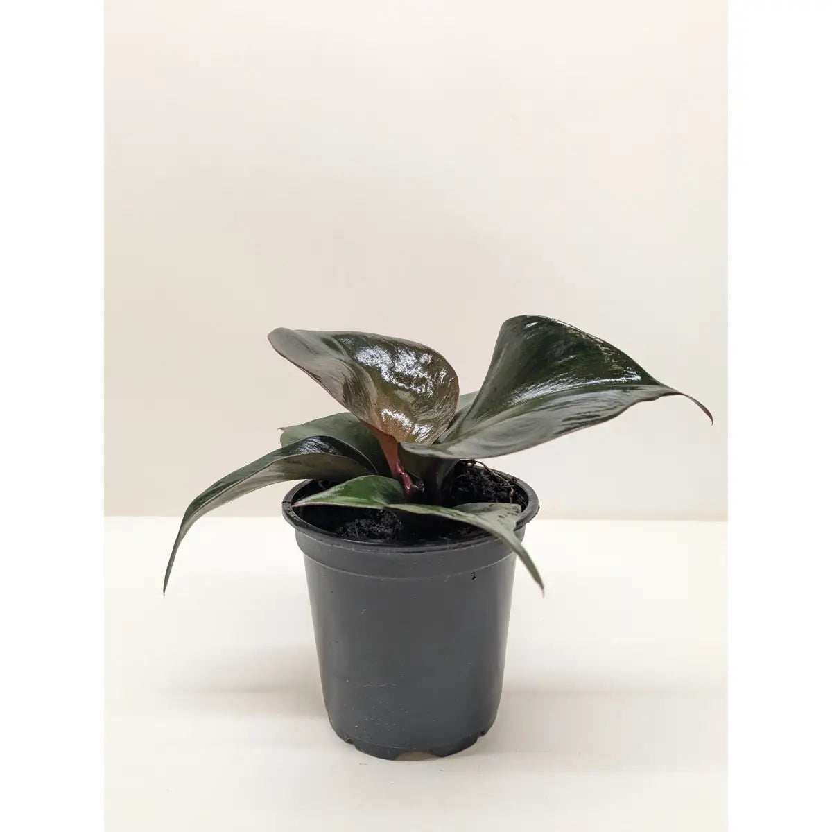 Philodendron Plant - Red Heart - 4’’ Pot - House Plant Shop