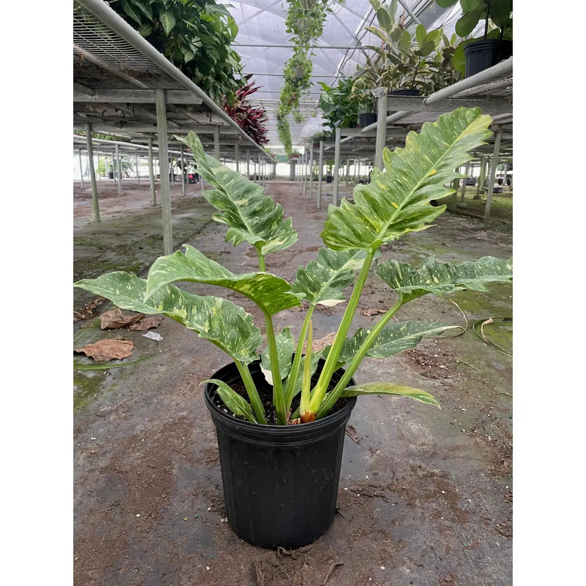 Philodendron Plant - Ring of Fire Variegated - House Plant Shop