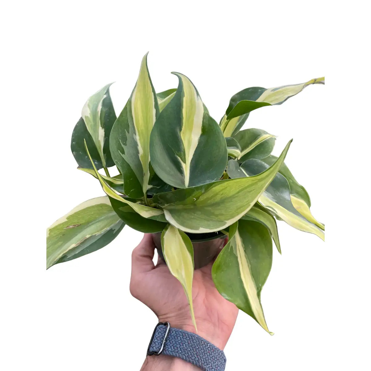Philodendron Plant - ’Silver Stripe’ - House Plant Shop