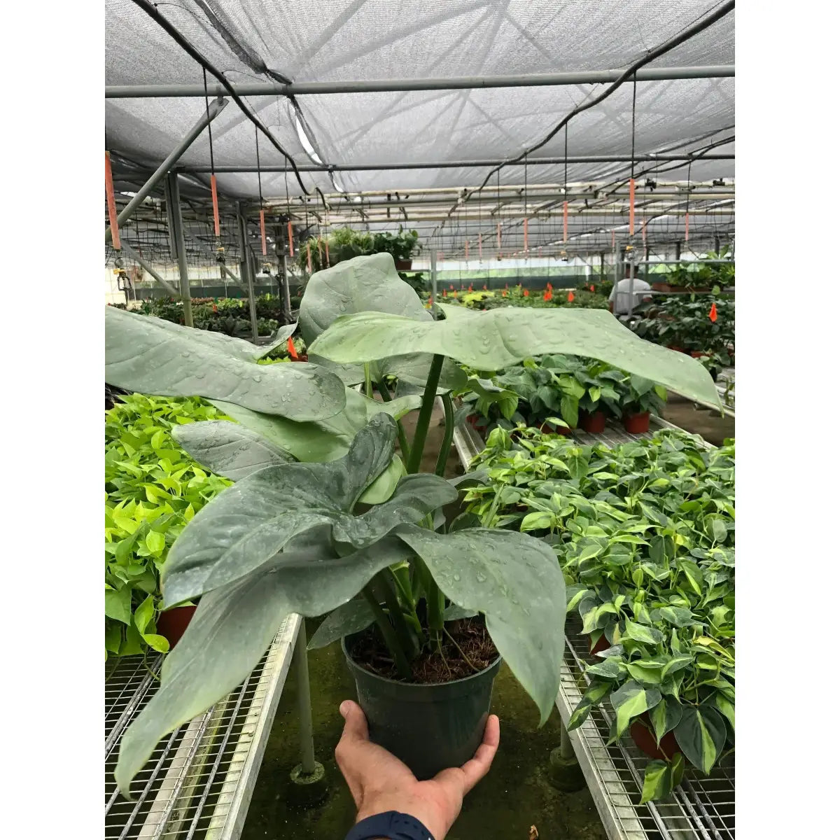 Philodendron Plant - ’Silver Sword’ - House Plant Shop