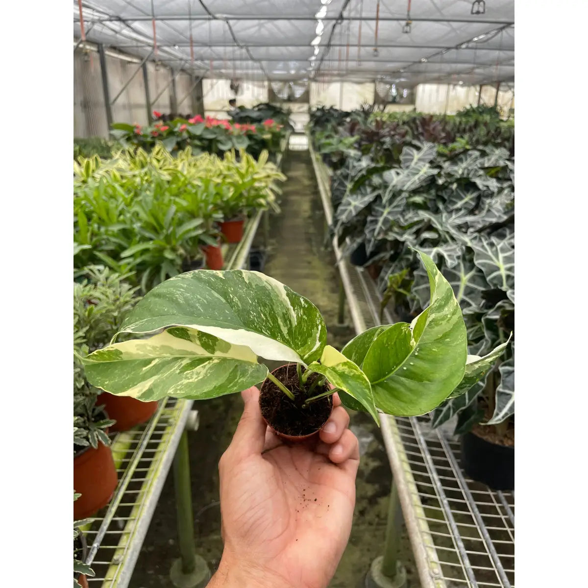 Pothos Plant - ’Albo Variegata’ - House Plant Shop