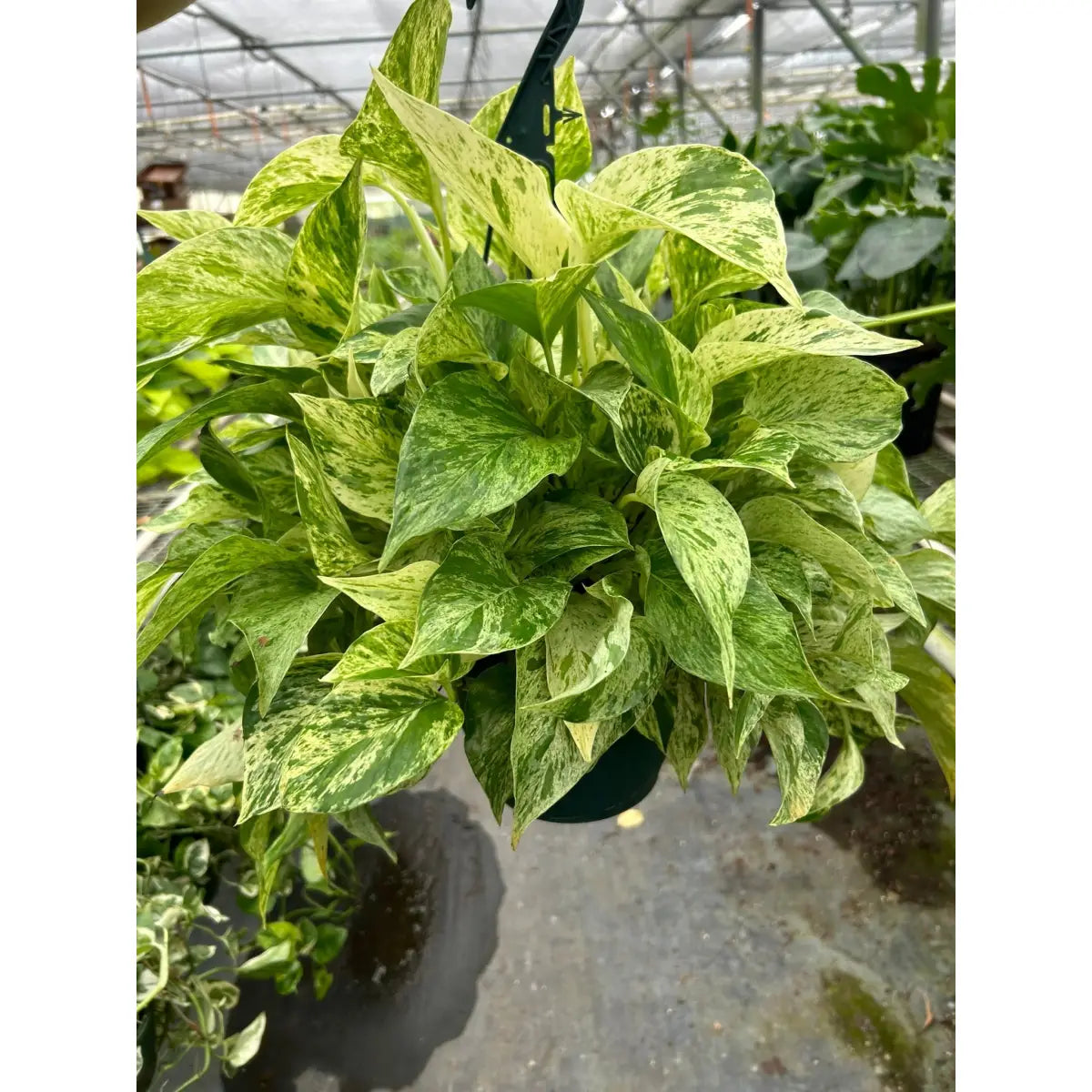 Pothos Plant - ’Marble Queen’ - House Plant Shop