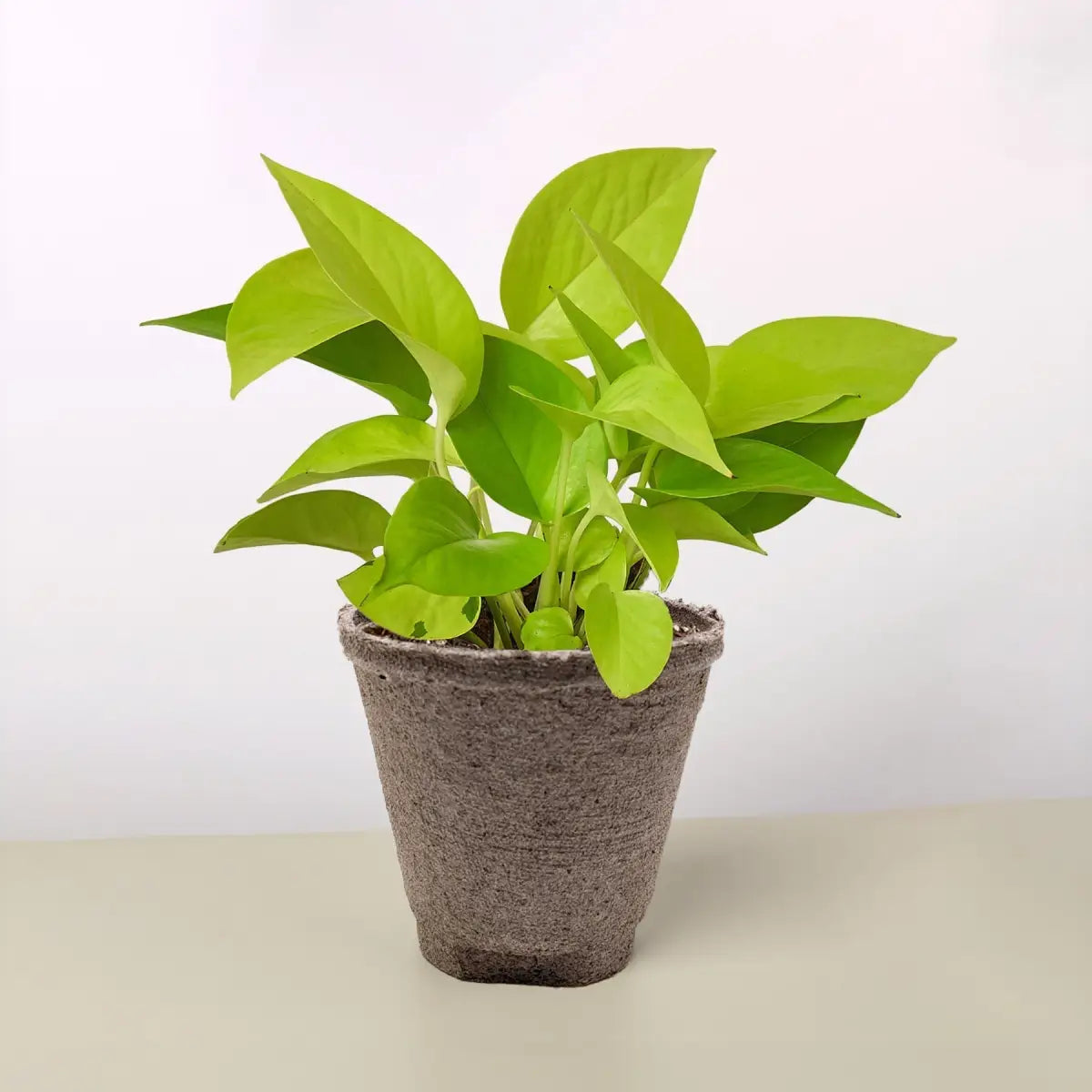 Pothos ’Neon’ Plant - House Plant Shop