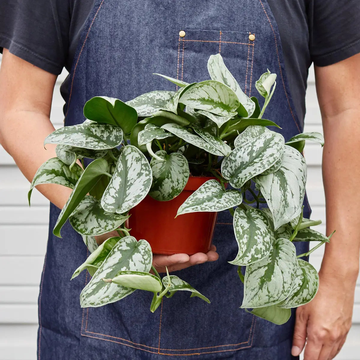 Pothos ’Silver Splash’ Plant - House Plant Shop