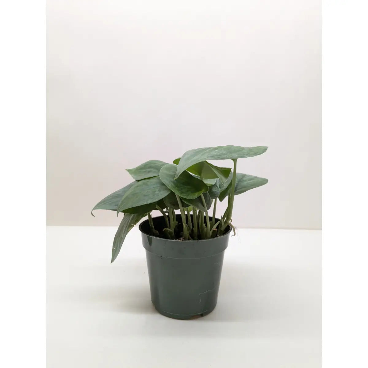 Scindapsus Plant - Platinum Java - House Plant Shop
