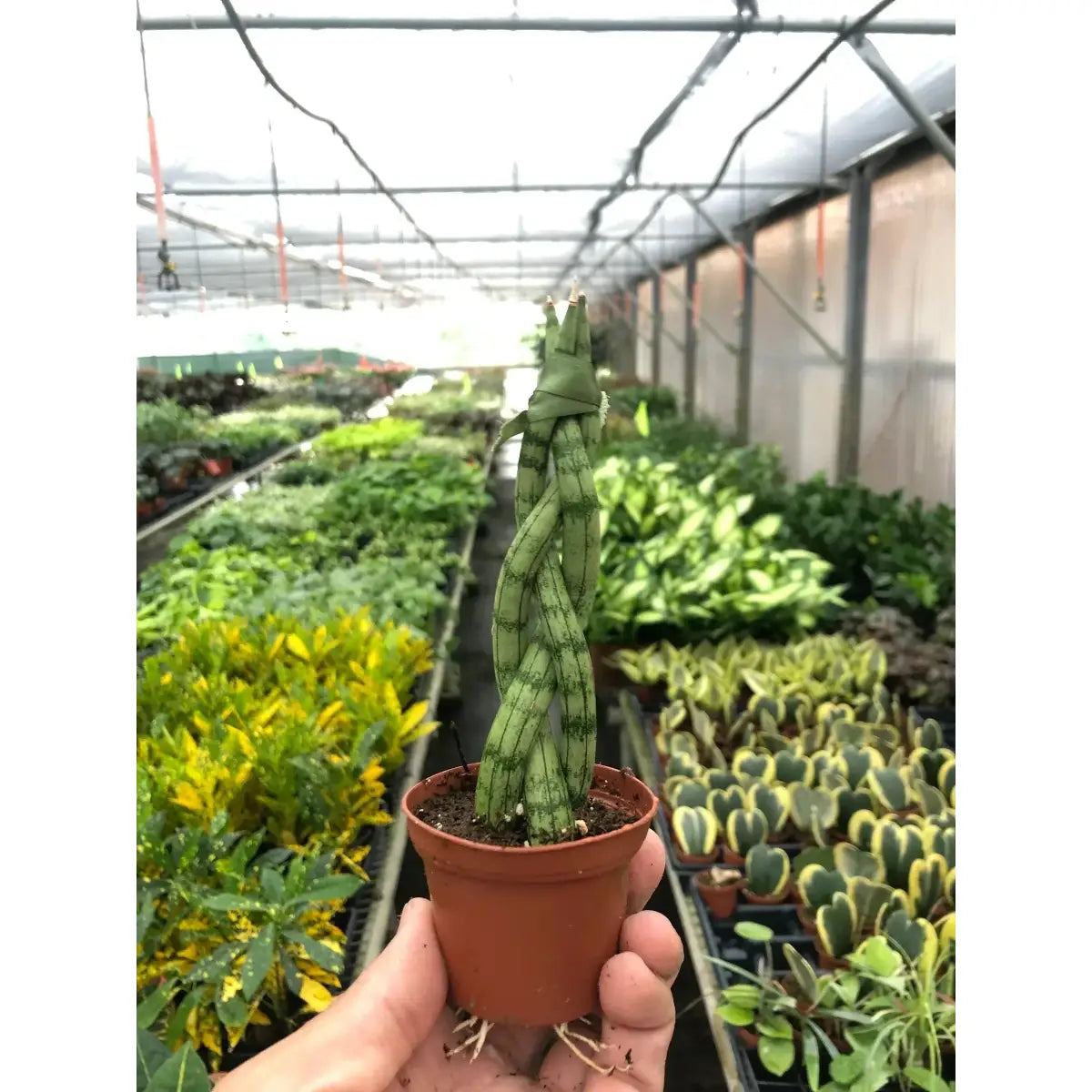 Snake Plant Braided - House Plant Shop