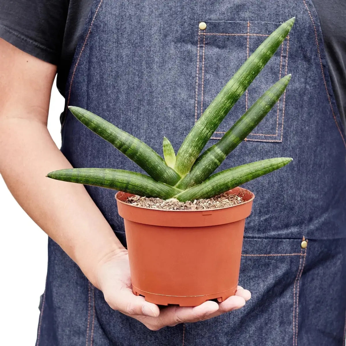 Snake Plant - Starfish - House Plant Shop