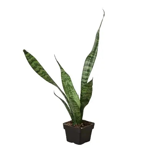 Snake Plant ’Zeylanica’ - House Plant Shop