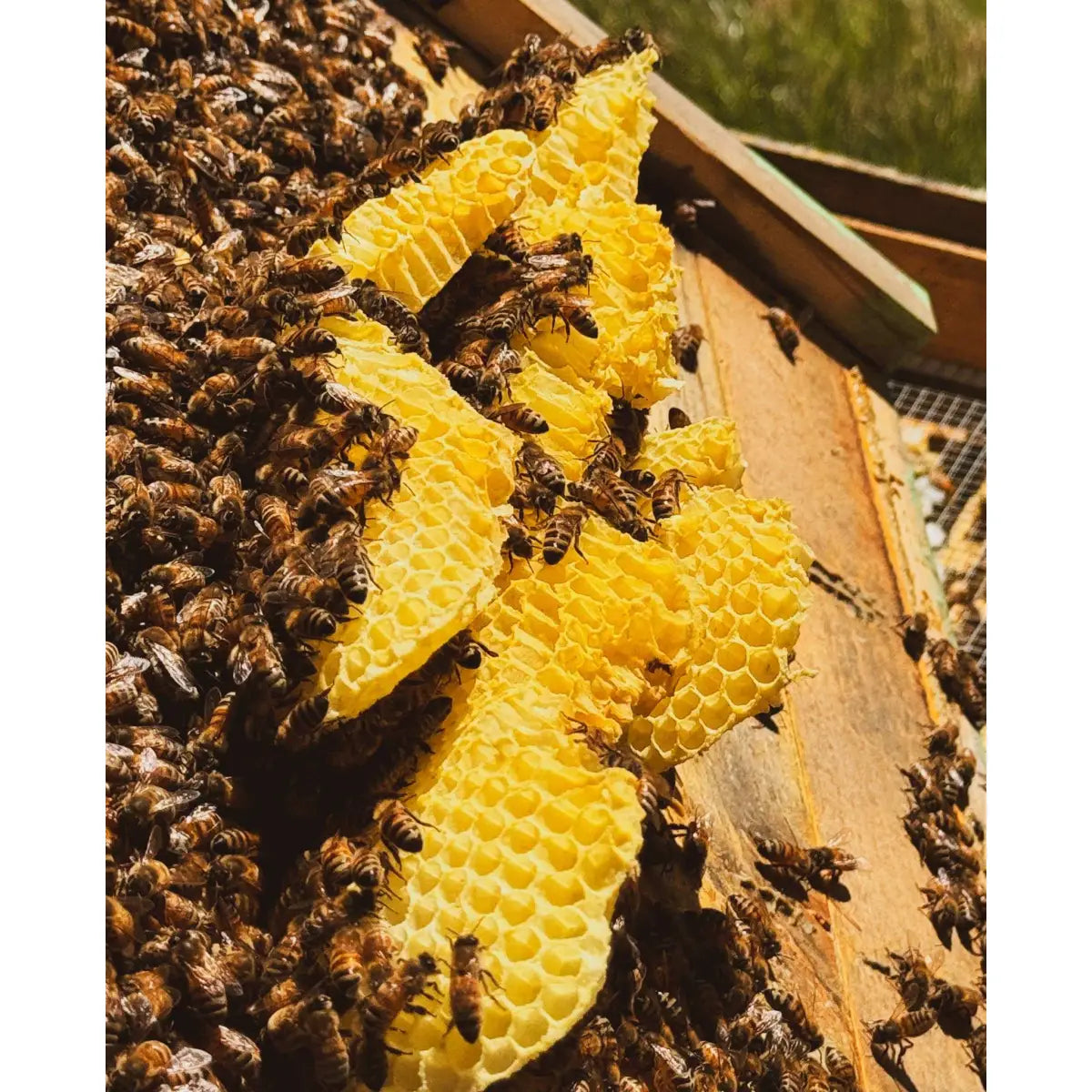 Solid Cologne - Ozark - Handmade with beeswax - Messner Bee Farm