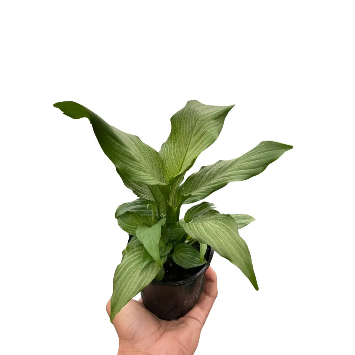 Spathiphyllum Plant - ’Platinum Mist’ - 4’’ Pot - House Plant Shop