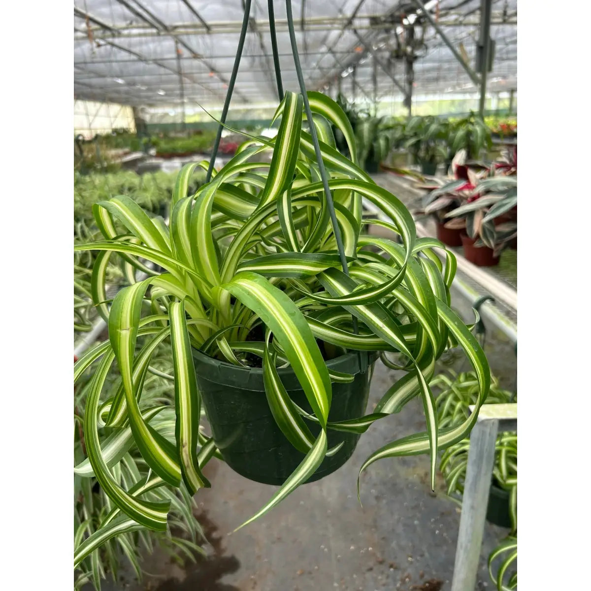 Spider Plant - ’Bonnie’ - House Plant Shop