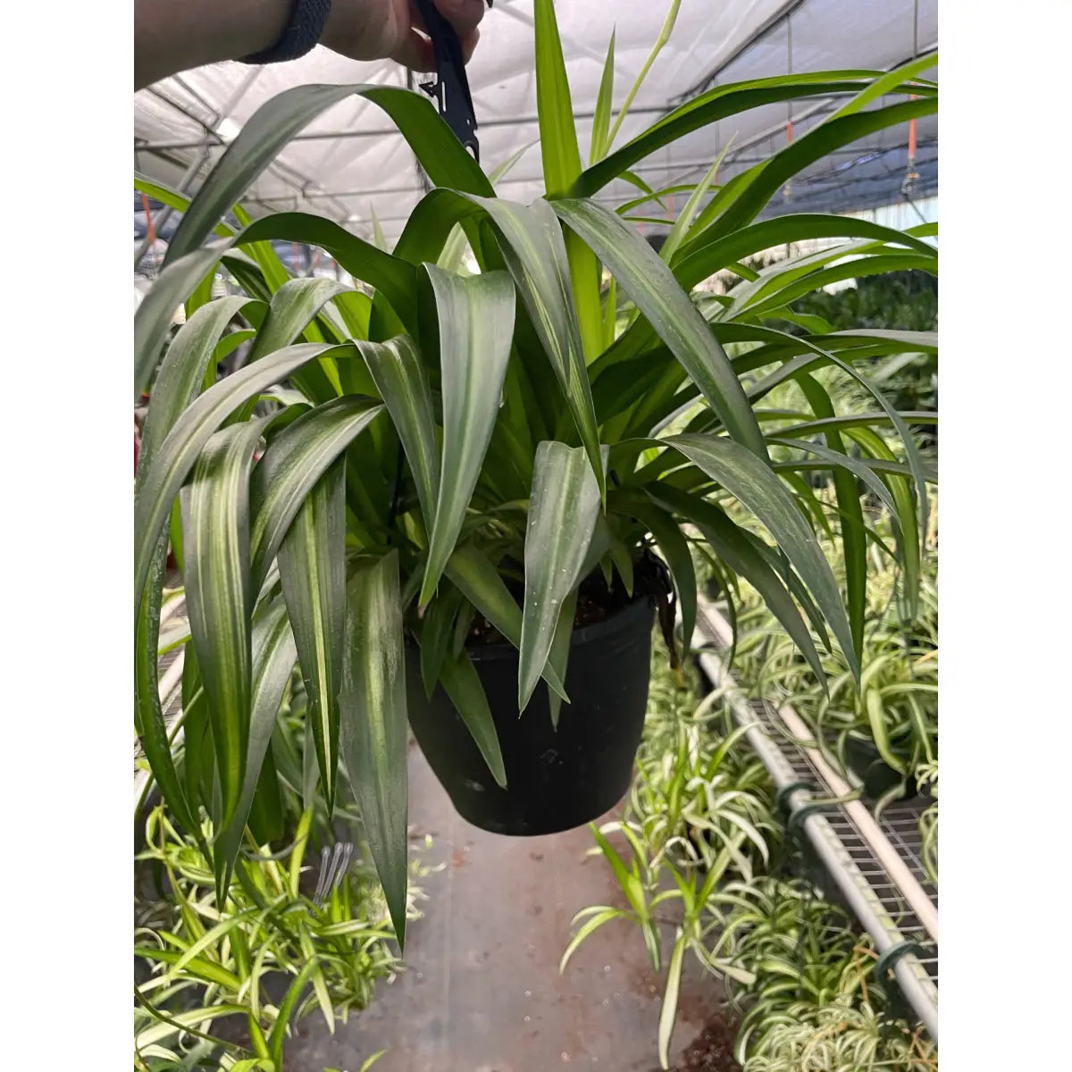 Spider Plant - Hawaiian - House Plant Shop