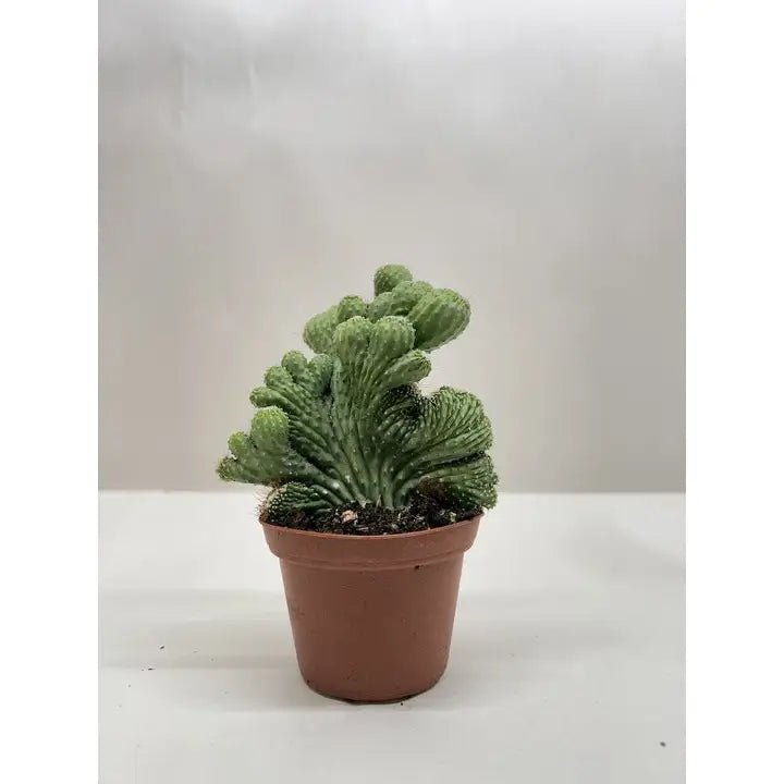 Succulent Plant - Cereus Coral Green - House Plant Shop
