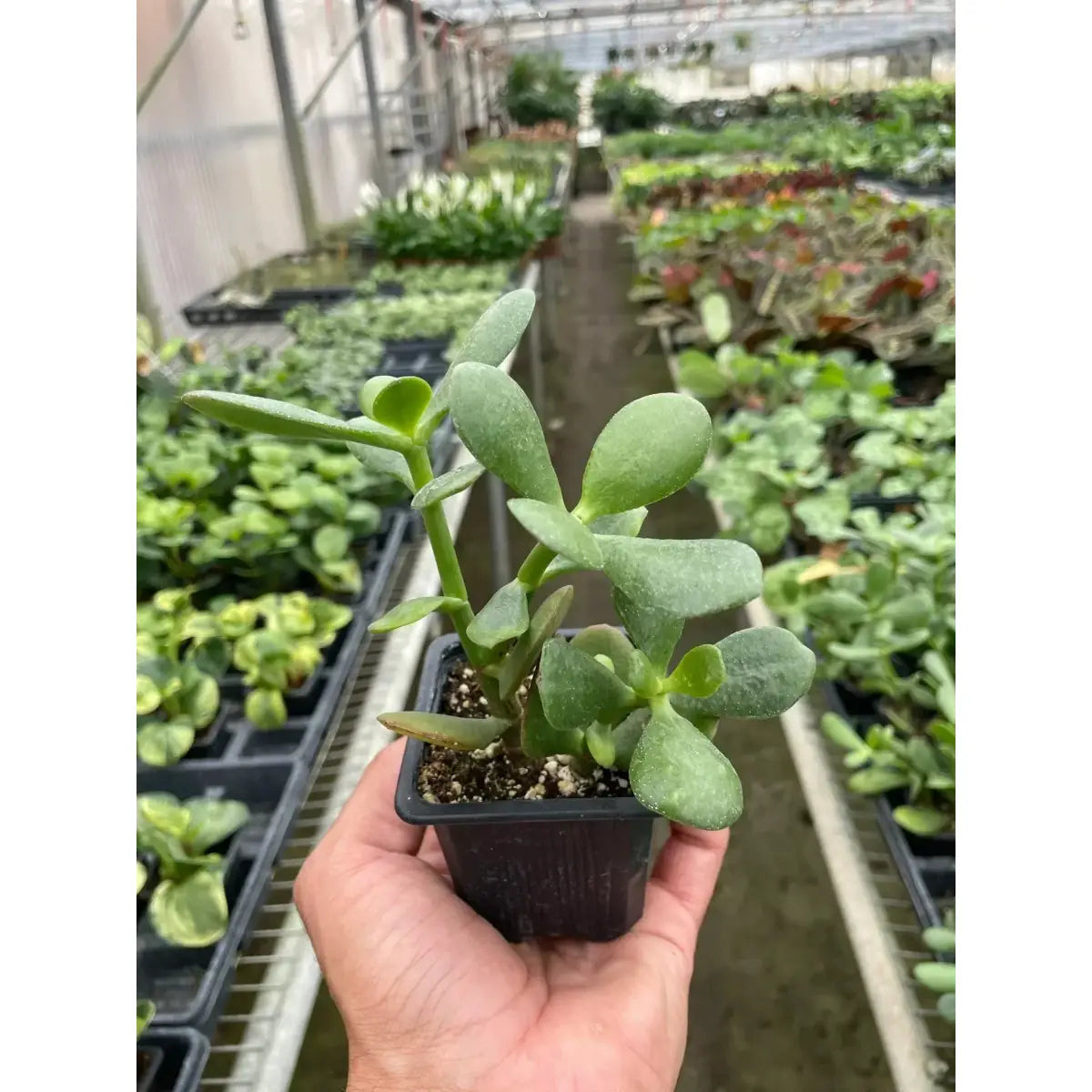Jade Plant - Succulent Crassula - House Plant Shop