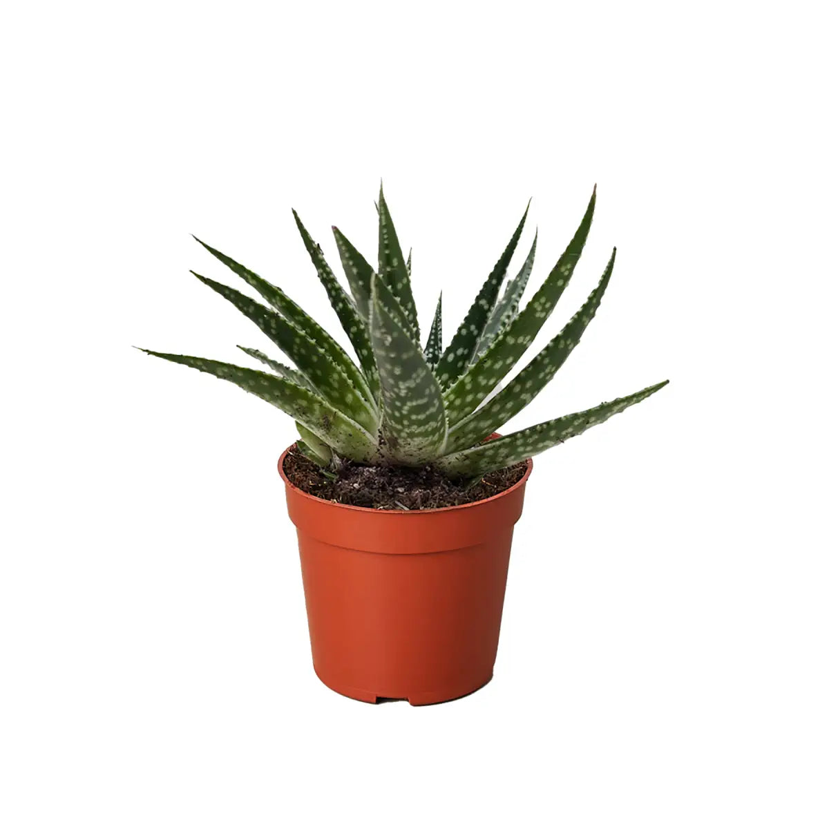 Succulent Plant - Gasteria Zimflora - 4’’ Pot - House Plant Shop