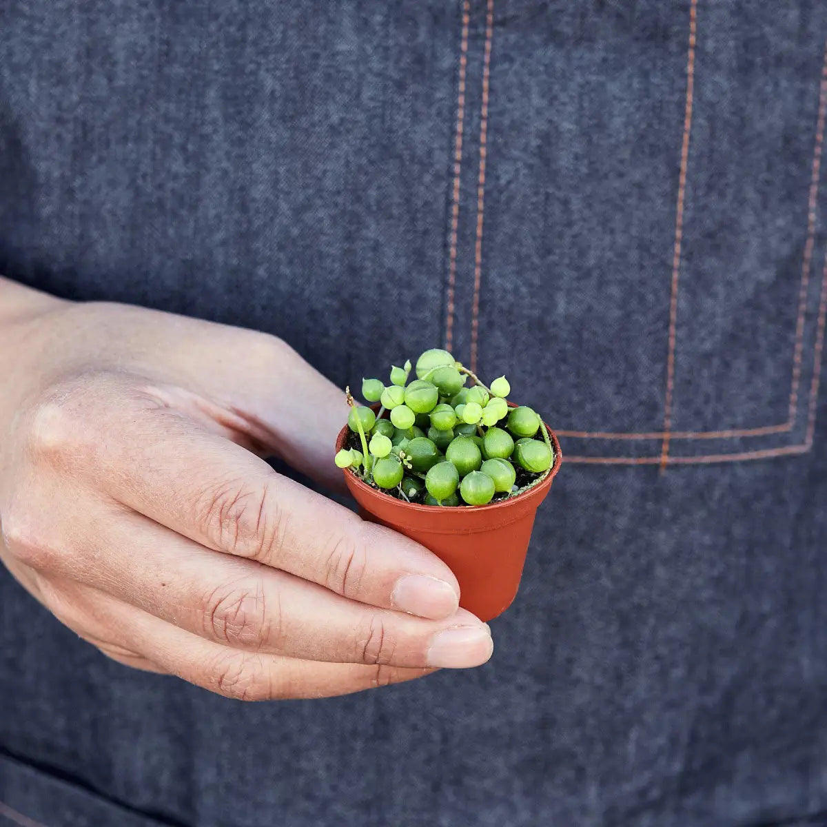 Succulent ’String of Pearls’ Plant - House Plant Shop