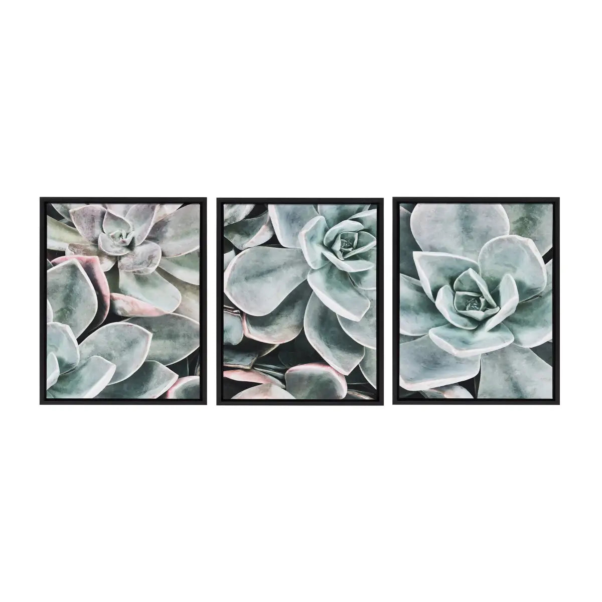 Framed Canvas Set - Botanical Succulent Plants - Black / 3 Piece 18x24 - kateandlaurel