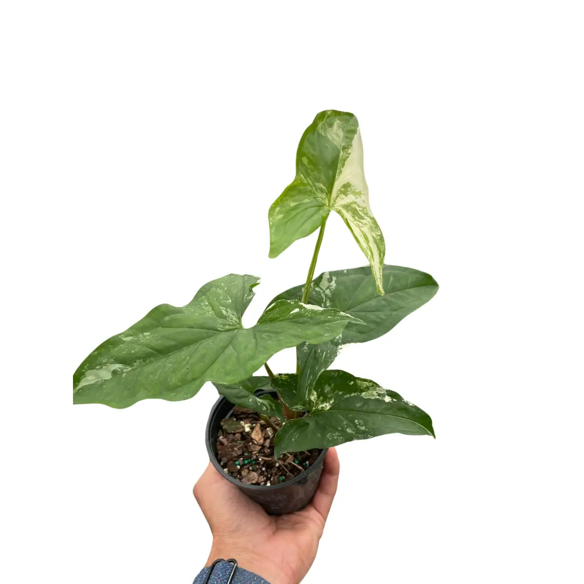 Syngonium ’Albo Variegata’ - 4’’ Pot - House Plant Shop