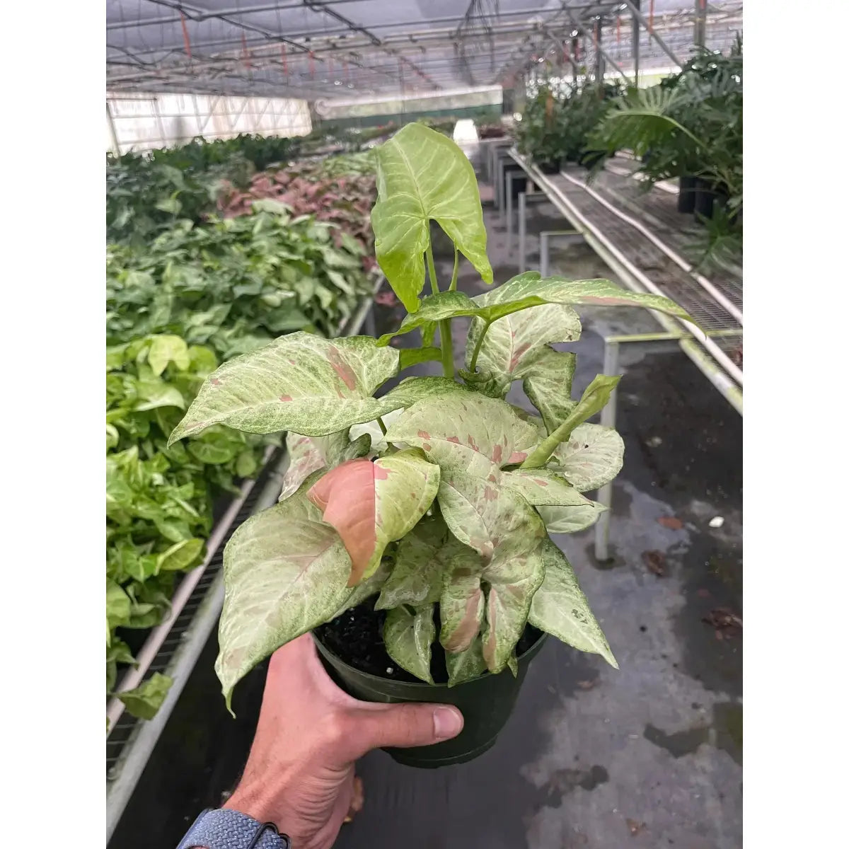 Syngonium ’Confetti’ Plant - House Plant Shop