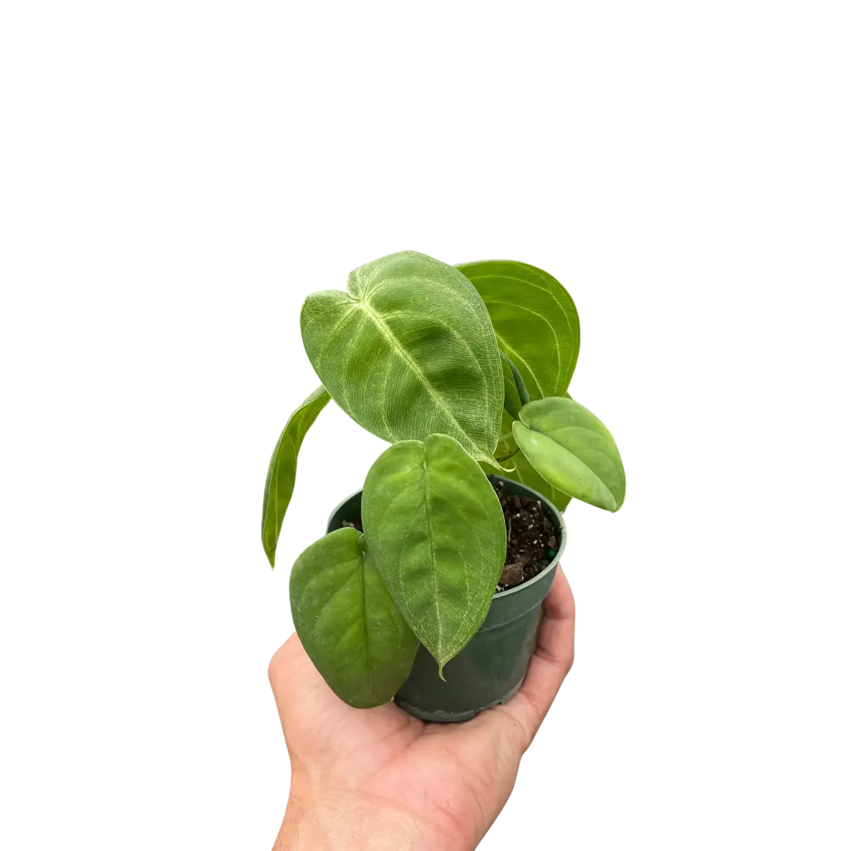Syngonium ’Ice Frost’ - House Plant Shop