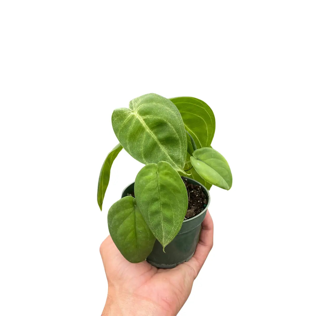 Syngonium Plant - ’Ice Frost’ - House Plant Shop
