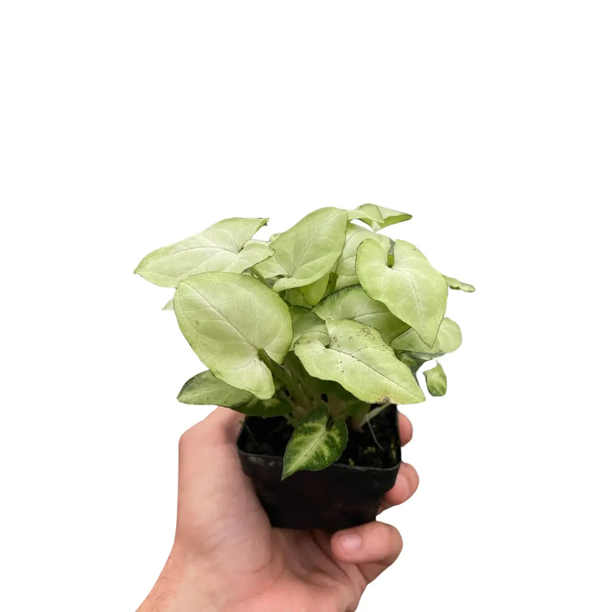 Syngonium Plant - ’Moonshine’ - House Plant Shop