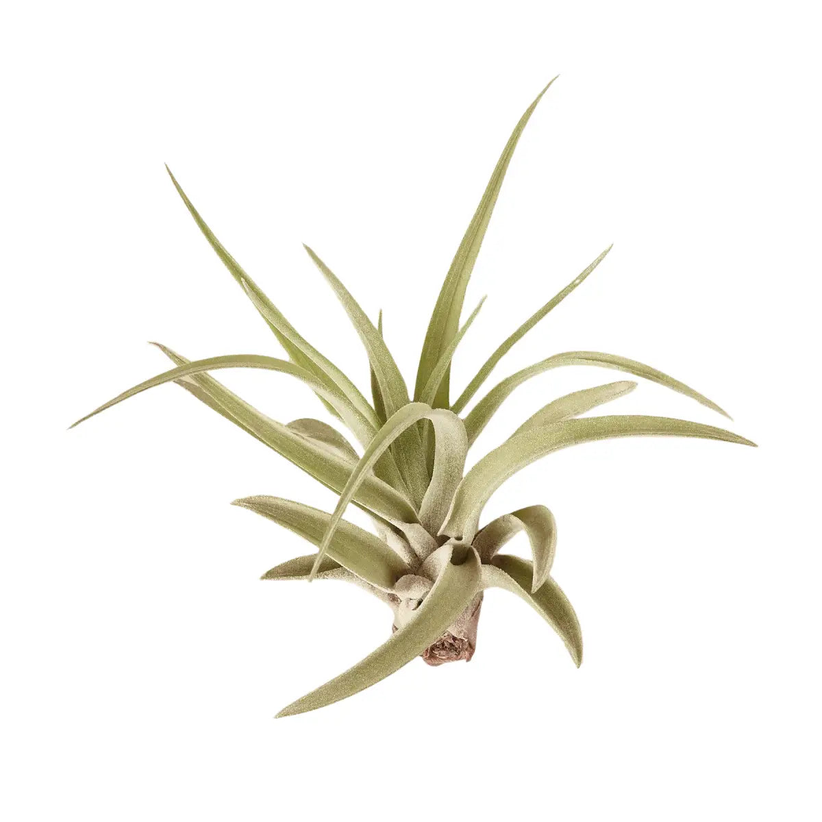 Tillandsia Air Plant Veluntina - House Plant Shop
