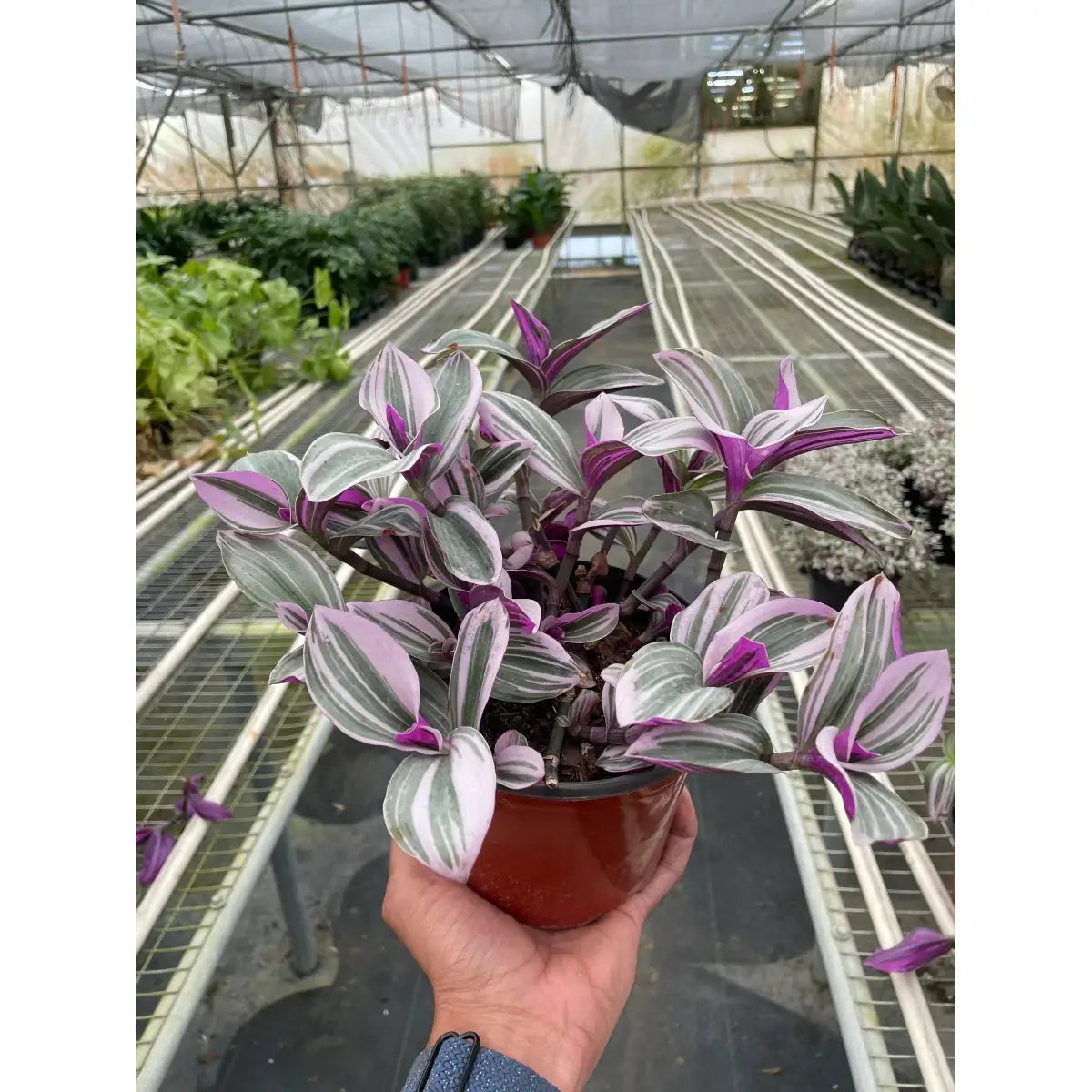 Tradescantia Plant - ’Nanouk’ - House Plant Shop