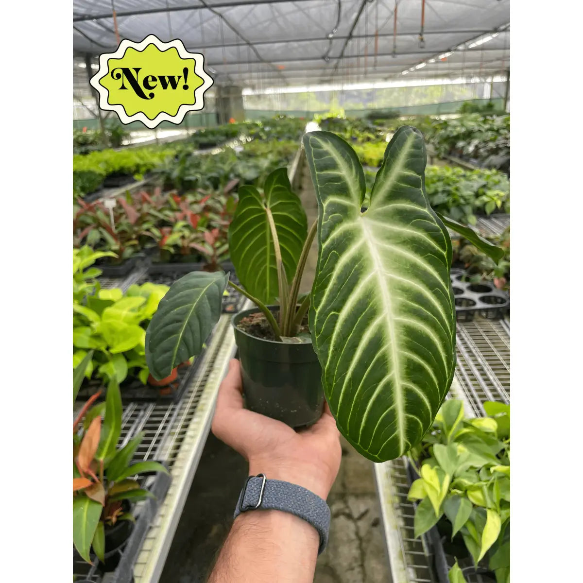 Xanthosoma ’Lendenii’ - House Plant Shop