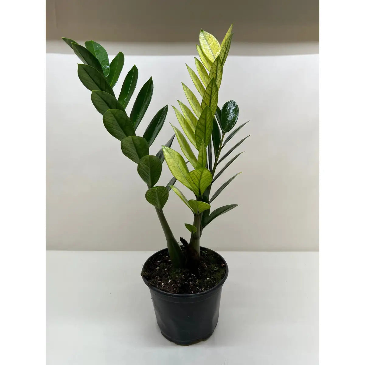 ZZ Plant - Zamioculcas ’Chameleon’ Plant - House Plant Shop