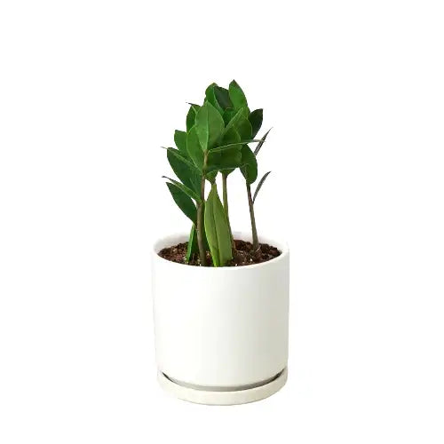 ZZ Plant - Zamioculcas Zamiifolia - House Plant Shop