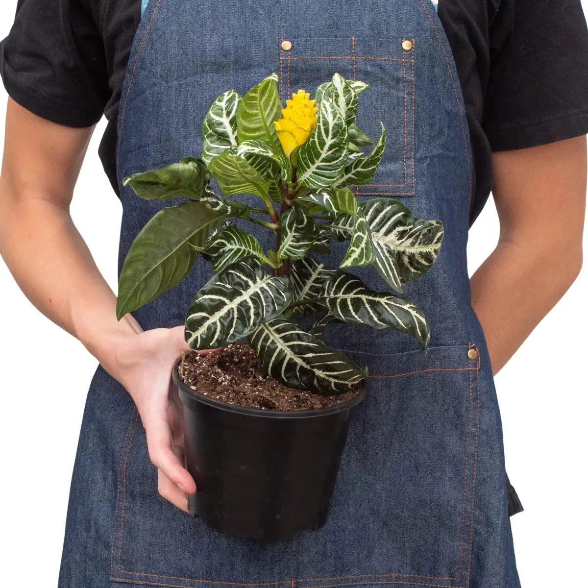 Zebra Plant - ’Aphelandra’ - House Plant Shop