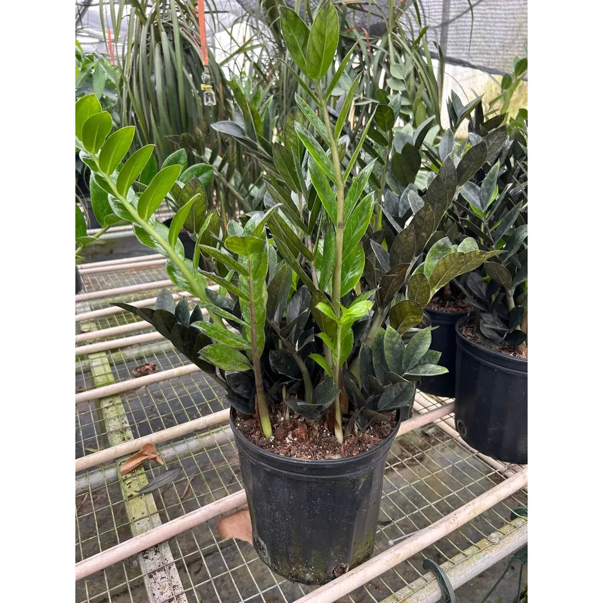 ZZ Plant - Zamioculcas ’Black Queen’ - House Plant Shop