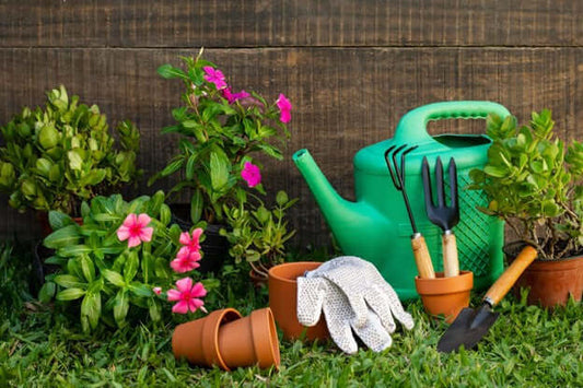 Essential Advice for Making Your First Garden Flourish